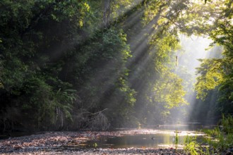 Sunbeams falling through leaves in a tropical rainforest by a river, light mood, Corcovado National