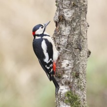 Great spotted woodpecker (Dendrocopos major) male foraging on the trunk of a grey birch (Betula