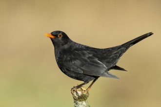 Blackbird (Turdus merula), male, standing on a thin branch, wildlife, winter, animals, birds,