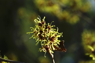 Flowering witch hazel (Hamamelis intermedia), January, Germany, Europe