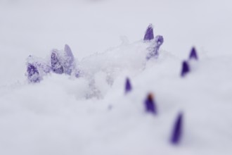 Crocuses in the snow, Winter, Germany, Europe