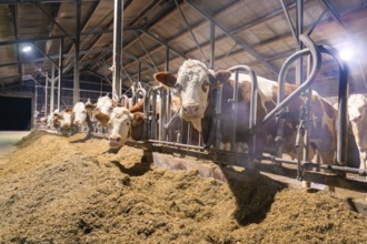 Several cows standing in the barn behind bars and eating from a pile of feed, Haselstaller Hof,