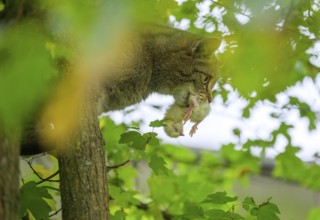 European wildcat or forest cat (Felis silvestris) with dead chicks in the wildcat enclosure at the