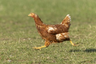 Brown hen running on a green meadow, domestic chicken, Rhineland-Palatinate, Germany, Europe