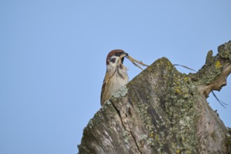 Eurasian tree sparrow (Passer montanus) building a nest in a tree hollow, in spring, Mönchberg,