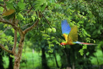 Flying Great Green Macaw or Grand Military Macaw (Ara ambiguus), Costa Rica, Central America