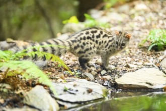Young Common genet (Genetta genetta) at the shore of a lake, wildlife in a forest, Montseny