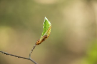 Close-up of European beech (Fagus sylvatica) shoots in a forest in spring, Bavaria, Germany, Europe