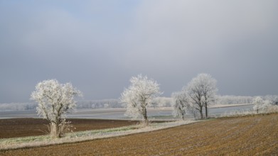 Winter landscape, trees with hoarfrost, Weinviertel near Hadres, Lower Austria, Austria, Europe