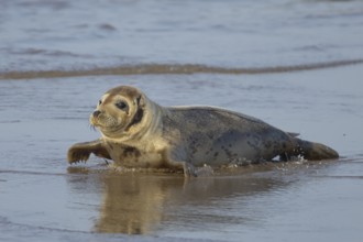 Common seal (Phoca vitulina) adult animal on a beach, Norfolk, England, United Kingdom, Europe