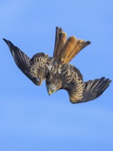 Red Kite, Milvus milvus, bird in flight