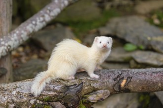 A female ferret (Mustela putorius furo) stands on a dead branch lying on the ground