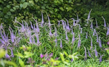 Veronicastrum virginicum, also known as candelabra speedwell, North Rhine-Westphalia, Germany,