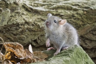 A juvenile Norway rat (Rattus norvegicus) sits on a stone and looks up attentively. The