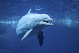 Atlantic bottlenose dolphin (Tursiops truncatus) swimming in the water, captive, Germany, Europe