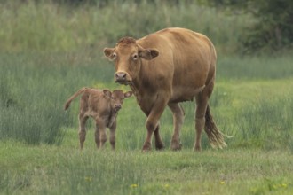 Domesticated cow or cattle (Bos taurus) adult farm animal mother with a baby young calf in a grass