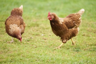 Two brown feathered chickens with red combs pecking at the ground on a grassy field, Chicken