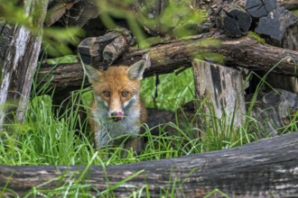 Red fox (Vulpes vulpes) appearing from under wood pile at edge of forest and licking nose