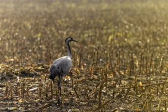 A single crane stands on a harvested field in the sunlight, Crane (Grus grus) wildlife, Western