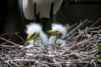 Great Egret, (Casmerodius albus), young birds, young birds, tree, in nest, Florida USA