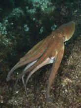 A Common Octopus (Octopus vulgaris), octopus, swimming over rocks in an underwater world of