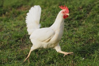 White hen with red comb walking on grassy ground, domestic fowl (Gallus gallus domesticus),