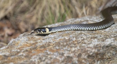 Grass snake (Natrix natrix) slithering over rocks, Germany, Europe
