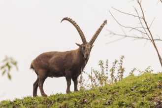 A male ibex (Capra ibex) walks across a green meadow on a cloudy day