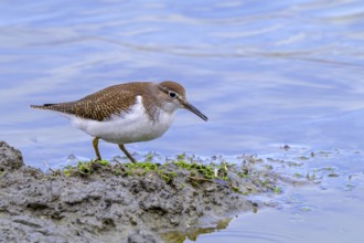 Common sandpiper (Actitis hypoleucos, Tringa hypoleucos) foraging for invertebrates in mud along