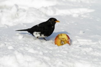 Blackbird (Turdus merula), male, part albinotic, Lower Saxony, Germany, Europe