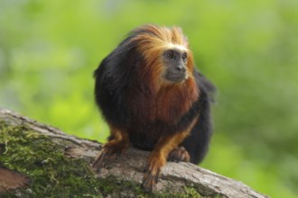 Golden-headed (Callitrichidae) lion monkey, portrait, adult, Golden-headed lion monkey,