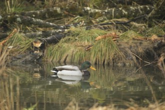 Mallard (Anas platyrhynchos) drake in water, habitat created by beaver, Allgäu, Bavaria, Germany,