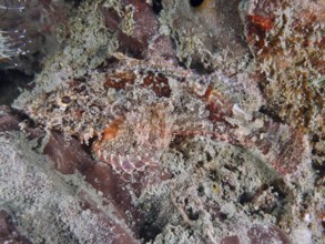 A well camouflaged Papuan scorpionfish (Scorpaenopsis papuensis) adapting to the rocky underwater