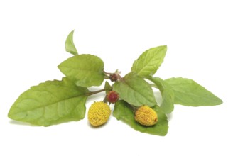 Food, Lettuce, Medicinal plant, Paracress, Jambu, Acmella oleracea
