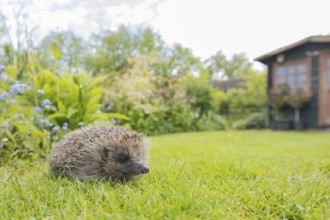 European hedgehog (Erinaceus europaeus) adult animal on an urban garden grass lawn in the spring