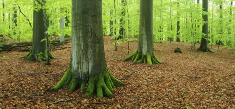 Old beech forest with giant beech trees in early spring, fresh green foliage, natural forest