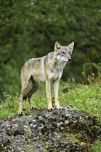 European gray wolf (Canis lupus lupus), old animal standing on rock, captive, Switzerland, Europe