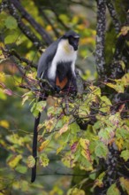 One adult Diana monkey (Cercopithecus diana) sits on a branch of a tree looking around