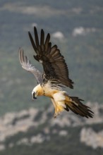 Bearded Vulture (Gypaetus barbatus) adult bird in flight with mountains in the backround, Pyrenees,