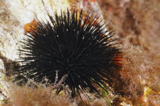 Arbacia lixula (Arbacia lixula) with long spines on rocky seabed, dive site Sec de la Jeaune Garde,