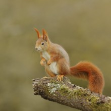 Eurasian red squirrel (Sciurus vulgaris), sitting attentively on a branch, wildlife, North