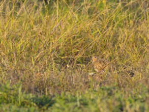 Gray partridge (Perdix perdix), hiding in the old grass of a fallow land, Solms, Hesse, Germany,