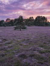 Typical heath landscape with flowering heather at dawn, Lüneburg Heath, Lower Saxony, Germany,