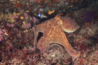 Octopus, Common Octopus (Octopus vulgaris), between colourful reefs on the seabed, dive site Cap de