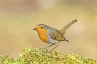 Robin (Erithacus rubecula), foraging, winter feeding, standing on moss, wildlife, songbirds,