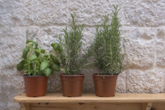 Wooden board with herb pots on a house facade in front of a restaurant, Polignano a Mare, Apulia,