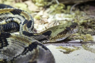 Forest rattlesnake (Crotalus horridus), captive, Germany, Europe