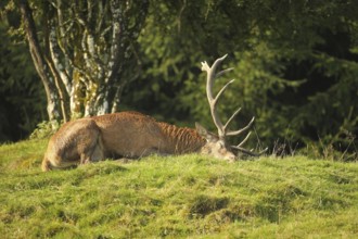 Red deer (Cervus elaphus) stag in a 10-minute deep sleep during the rut, Allgäu, Bavaria, Germany,