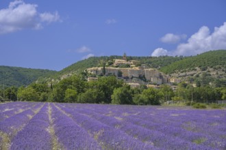 Lavender field and the village of Banon behind it, Alpes-de-Haute-Provence, France, Europe