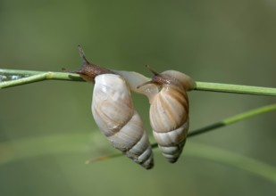 Two March snails (Zebrina detrita) crawling on a blade of grass, Kaiserstuhl region,